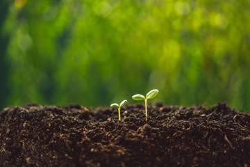 Growth Trees concept seedlings nature background Beautiful green