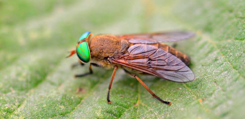 Schöne Augen