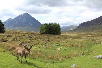 Peaceful Highland Kingdom, Scotland - BRYAN KULKA.JPG