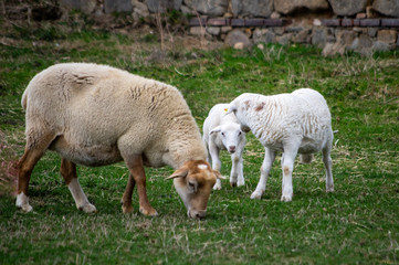 sheep with its lambs in a field