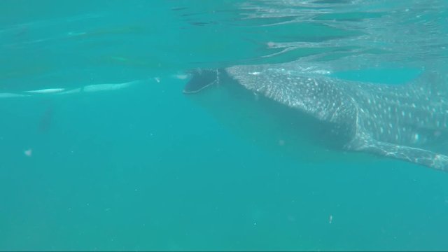 Giant Whale Shark Opens is Big Mouth While Eating, Oslob Cebu, Philippines