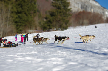 attelage de chiens de traineau