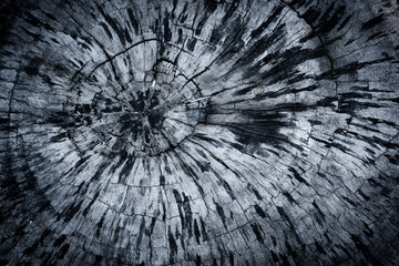 Old wood texture background tree rings old wood texture background