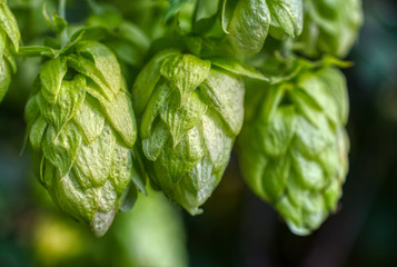 Hop cones, close-up.