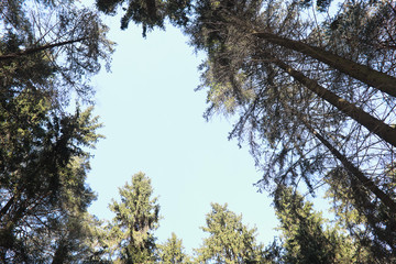 The tops of evergreen trees against the sky