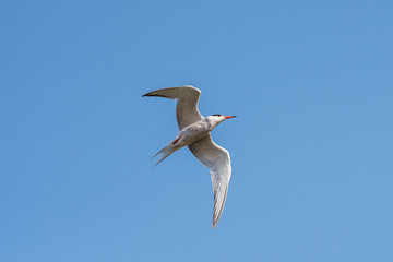 Bird flying. The common tern (Sterna hirundo) is a seabird in the family Laridae. Chyornye Zemli (Black Lands) Nature Reserve, Kalmykia region, Russia.