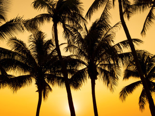 silhouette palm trees on sunset.
