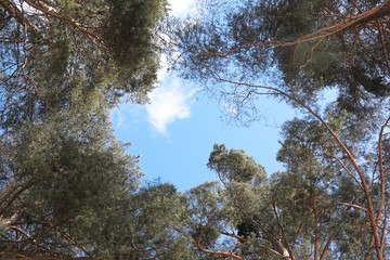 Fototapeta premium The tops of evergreen trees against the sky