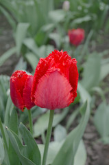 Terry red fringed tulip