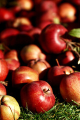 A lot of red apples on a green meadow. Organic apples placed on green grass. Close up of apples