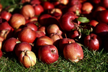 A lot of red apples on a green meadow. Organic apples placed on green grass. Close up of apples