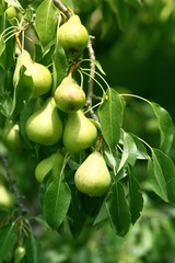Branch of wood piled with pears. A tree of a garden full of ripe pears.