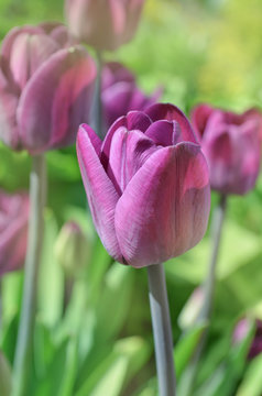 Dark violet tulip close up. Vivid violet tulips Cum Laude