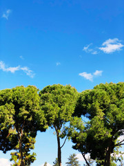 Side view of tall old pine  with Blue sky in background