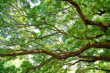  Summer green leaves ,forest trees. nature green leaf and  tree branch sunlight background.