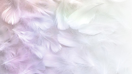 Angelic Pastel tinted White feather background - small fluffy white feathers randomly scattered forming a background fading into white on right side - obrazy, fototapety, plakaty