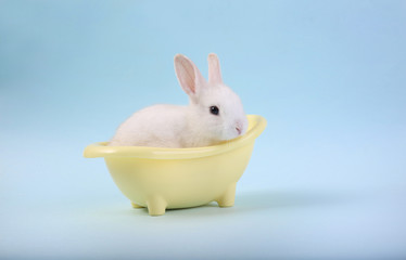 A cute white rabbit isolated on blue background.