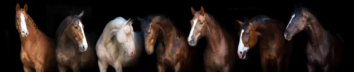Pferdegruppenporträt auf schwarzem Hintergrund für Banner © callipso88