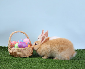 Easter bunny rabbit white with painted egg in the wooden basket on blue background. Easter holiday concept.