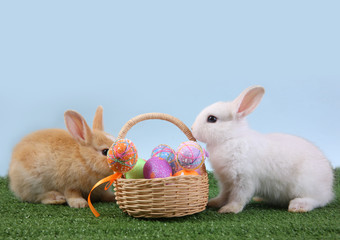 Easter bunny rabbit white with painted egg in the wooden basket on blue background. Easter holiday concept.
