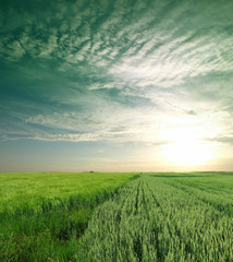 green wheat field
