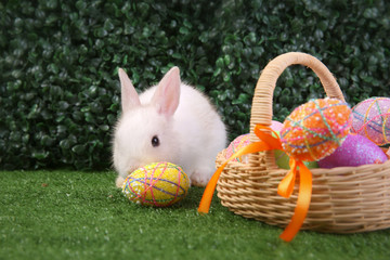 Easter bunny rabbit white with painted egg in the wooden basket on green grass background. Easter holiday concept.