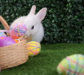Easter bunny rabbit white with painted egg in the wooden basket on green grass background. Easter holiday concept.