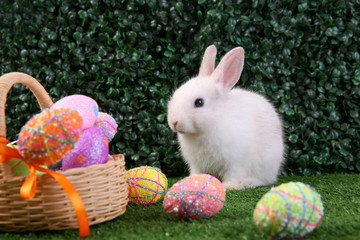 Easter bunny rabbit white with painted egg in the wooden basket on green grass background. Easter holiday concept.