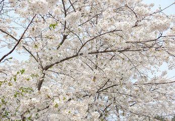 Close up white sakura flower blossom on tree in spring seasonal,natural background.