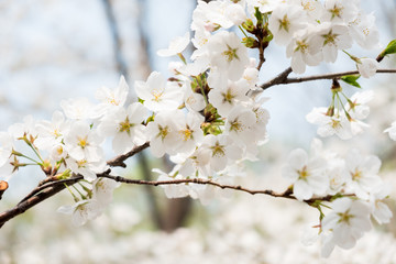 Close up white sakura flower blossom on tree in spring seasonal,natural background