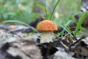 Boletus - edible mushroom.