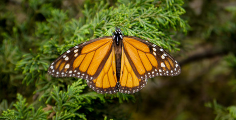 Monarch Butterfly, Mexico