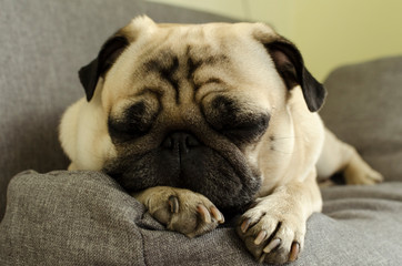 cute dog breed pug sleeping on the sofa