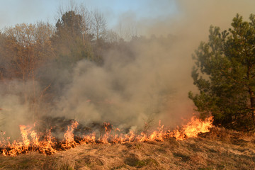 wildfire, forest fire, burning forest