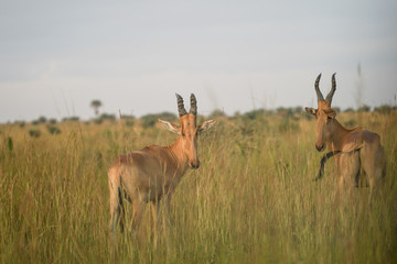 Antilope damaliscus in African