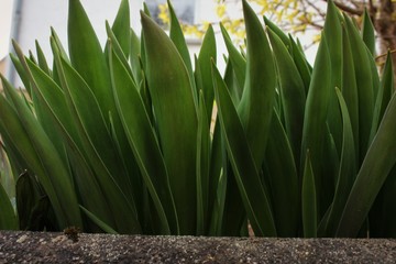 Obraz premium Green plants