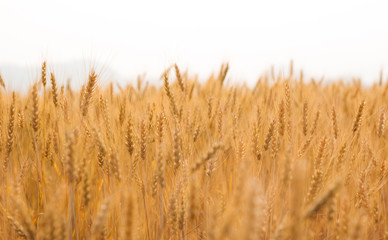 close up green barley field
