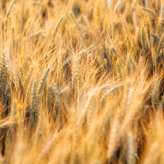 close up green barley field