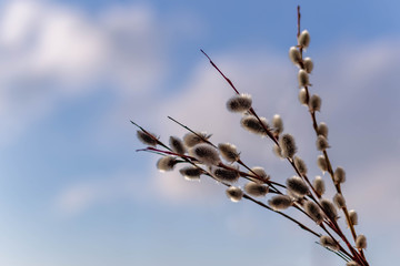 Willow branches with buds on the background of the spring evening sky with clouds