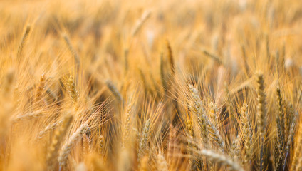 close up green barley field