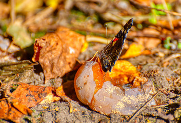 The butterfly sits on withered foliage. Shooting close-up.