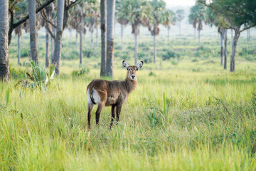 Antilope de agua in Murchison falls