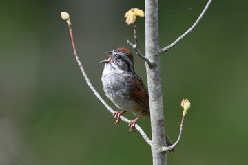 Swamp sparrow singing