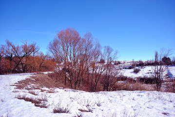 Willow trees without leaves on the hill covered with snow, winter landscape with trees lines on horizon background, blue sky