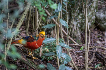 Golden pheasant walking in the forest.