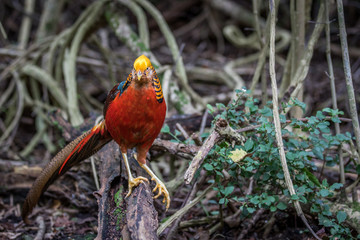 Golden pheasant walking in the forest.