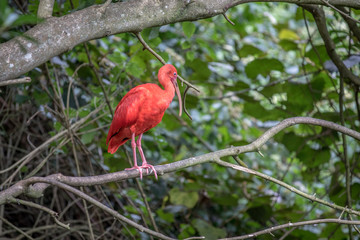 Scarlet ibis sitting on a branch.