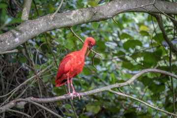 Scarlet ibis sitting on a branch.