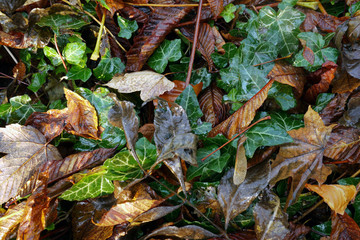 ドイツの秋の森　茶色や緑のカラフルな葉