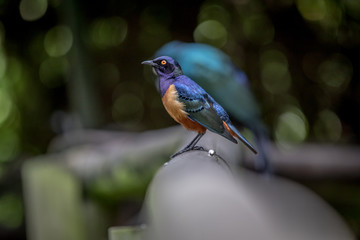 Hildebrandt's starling on a branch.